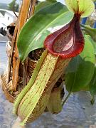 Nepenthes x predator